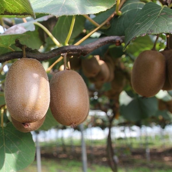 Kiwi-fruit-gold-local-food-delivered-organic