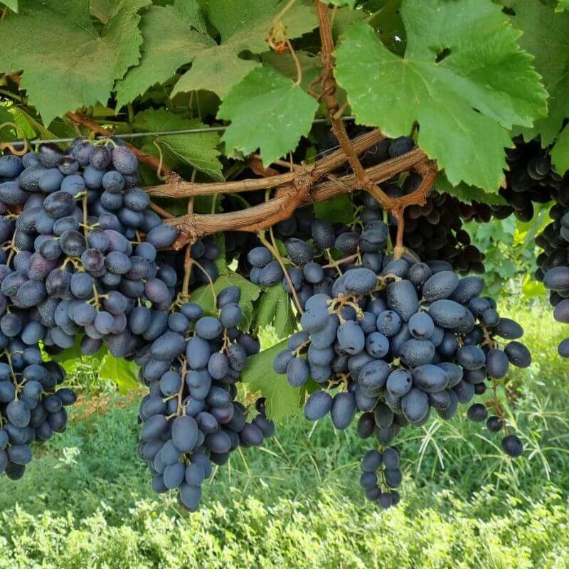 Bunches of dark grapes hanging from a vine with green leaves.