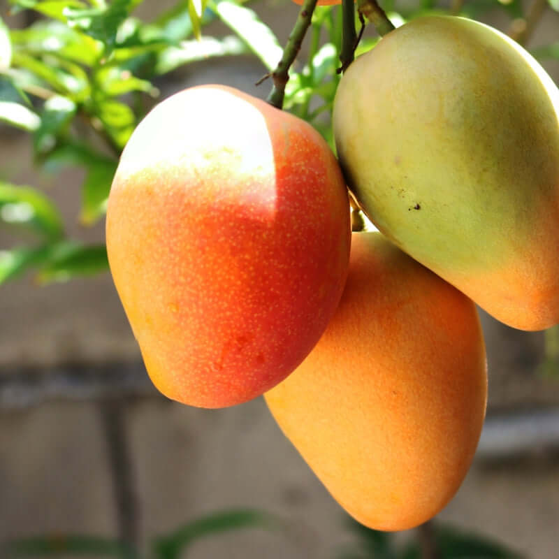 Mangoes hanging from tree branch