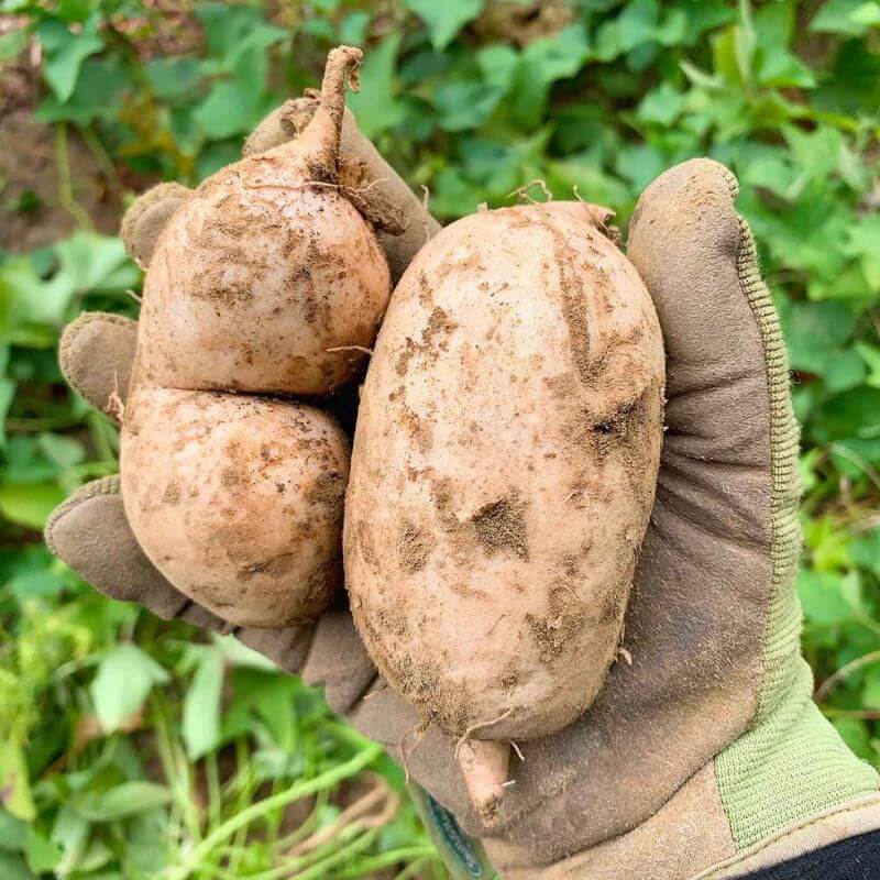 Potatoes - Sweet, White Organic
