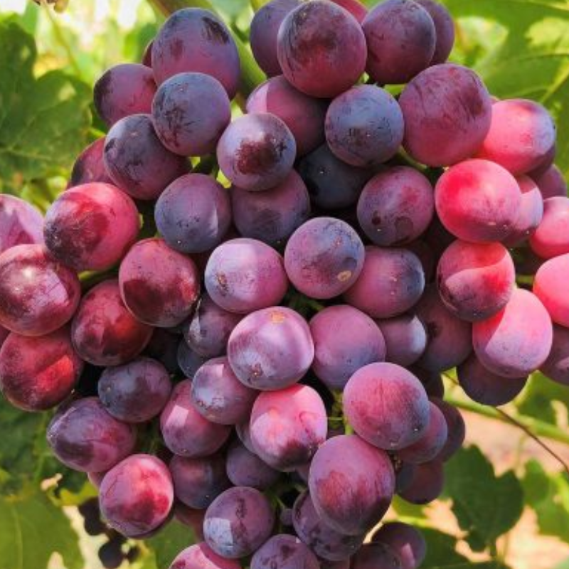 Joy WholefoodsSeedlessRedGrapes, featured in the Joy Wholefoods online store.