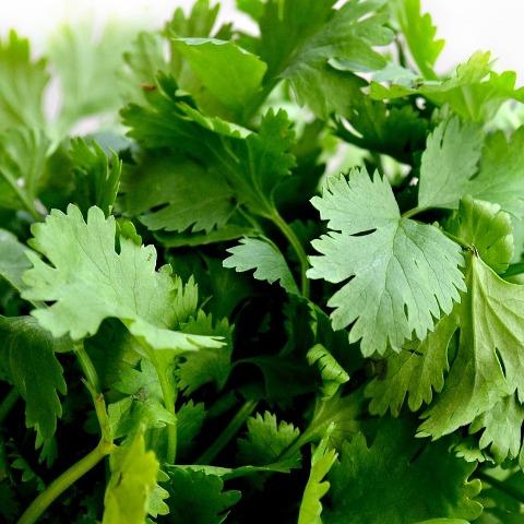Fresh organic spray free coriander grown by local Brisbane farmers, part of Joy Wholefoods organic vegetables delivery.