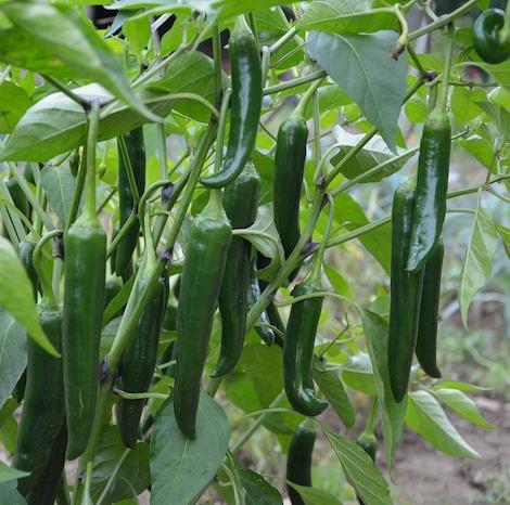 Chillies long green organic fruit vegetable Brisbane, part of the Joy Wholefoods organic range.