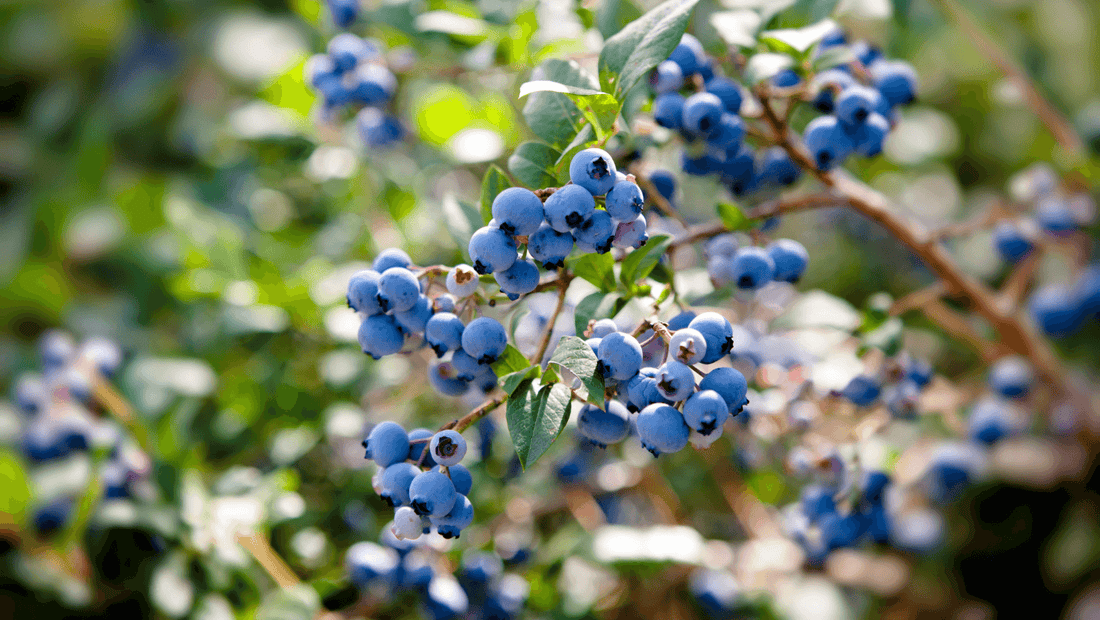 Spray Free Organic Fruit and Vegetables Produce delivered Brisbane Gold Coast Buy Online