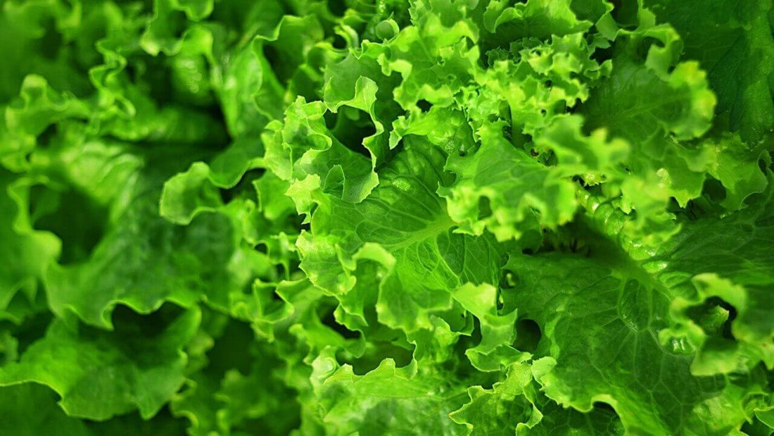 how-to-store-leafy-greens-fresher-longer