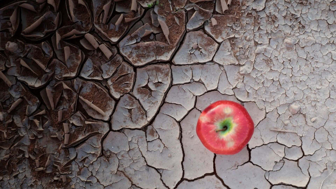 Food Security In 2021: Is There Enough Food To Feed Everyone In Australia?