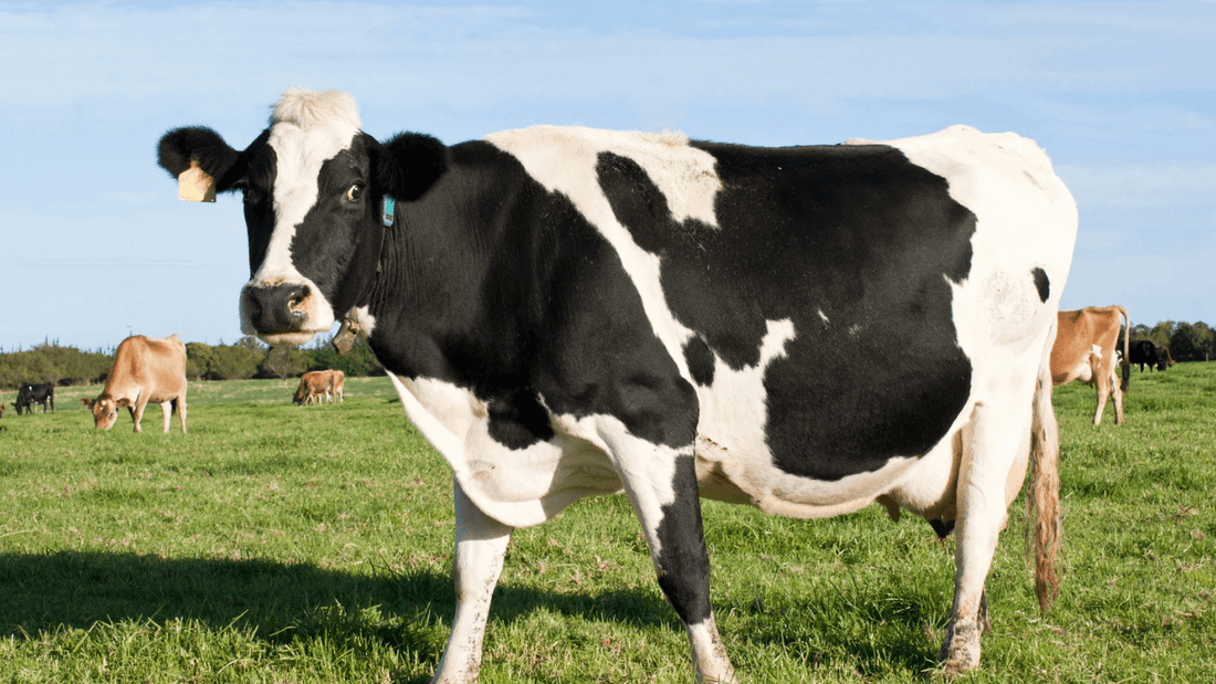 organic-dairy-milk-australia-non-homogenised-grass-fed-biodynamic-local-producers-healthy-options-pasteurised-natural-products-bath-milk