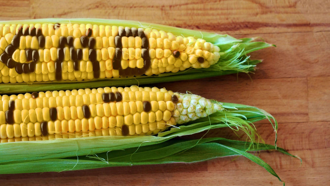 Two cobs of corn, one with GMO written on it to symbolise Genetically Modified Organisms