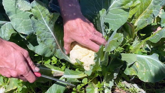 From Farm To Plate: This is where your food comes from!