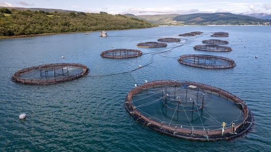 Pens in Industrial Salmon Farm Tasmania, Australia 