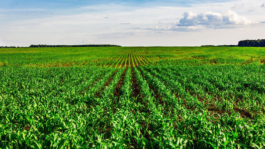 Green Organic Field