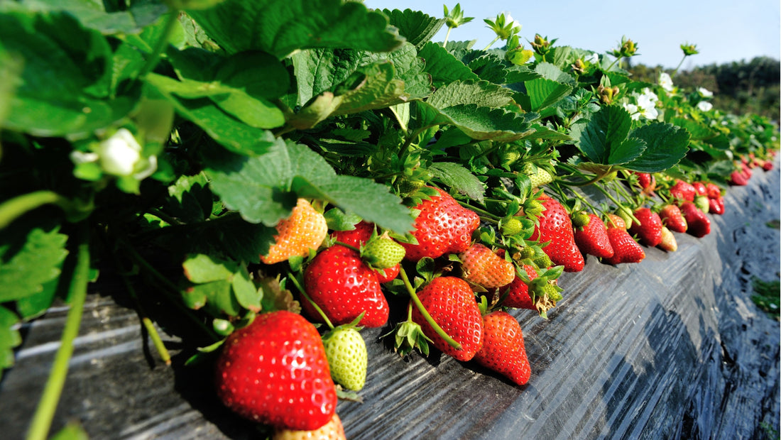 Sweet strawberries
