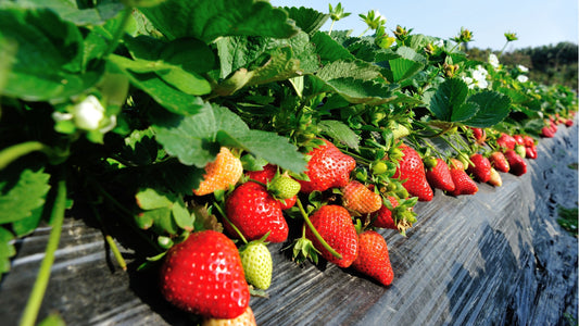 Sweet strawberries
