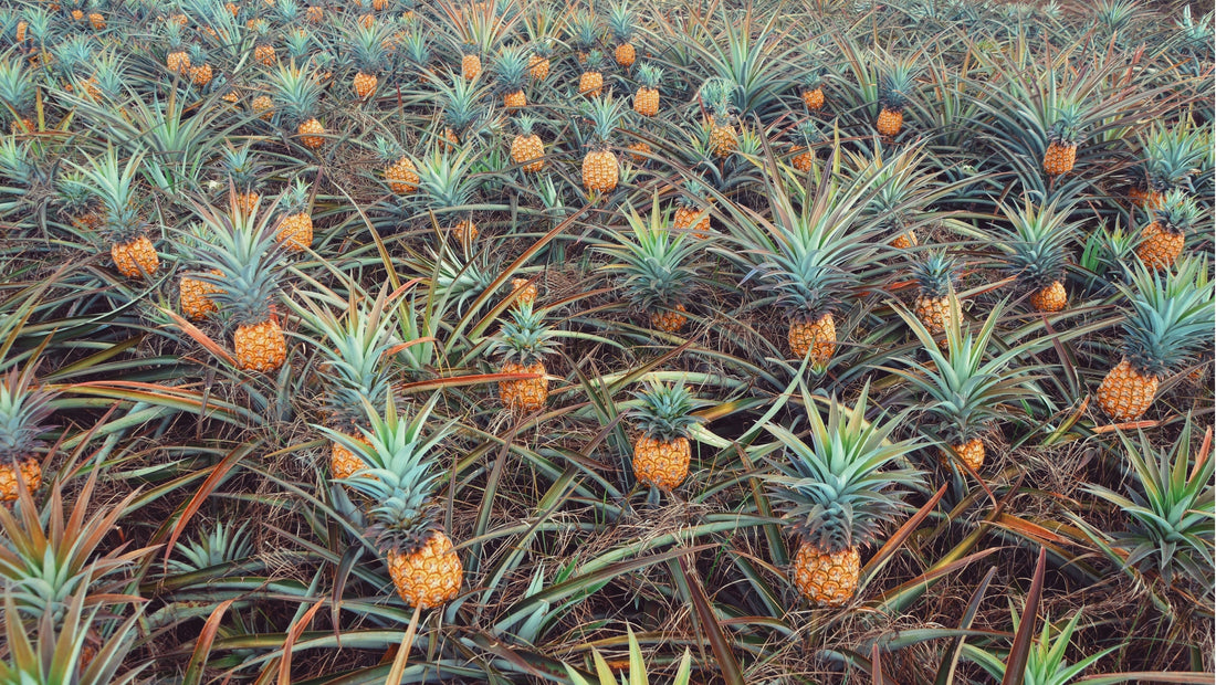 organic pineapple farm queensland