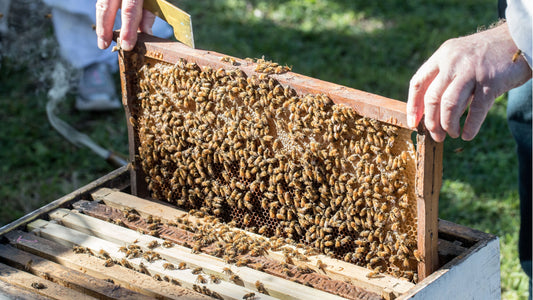sustainably farmed bees producing pure honey in a beehive 