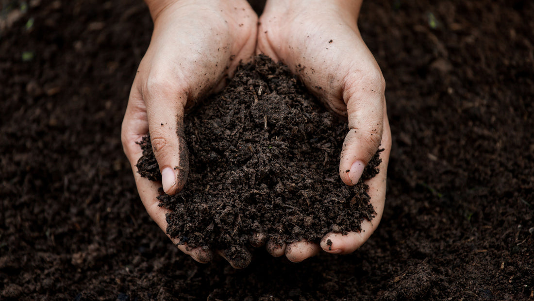 hands holding healthy soil on a regenerative farm