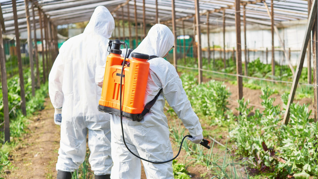 Two farm workers in protective suits applying pesticide spray to vegetable crops inside a greenhouse using a backpack sprayer.