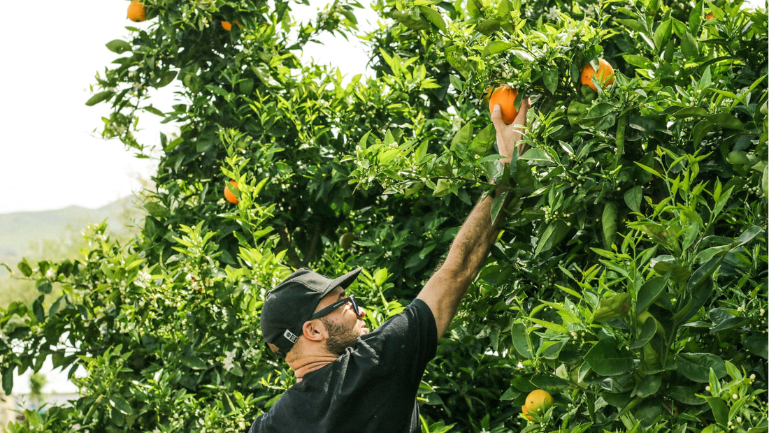 Organic citrus farmer picking ripe oranges from orchard trees during Queensland citrus season, supplying fresh spray-free fruit to Joy Wholefoods customers.