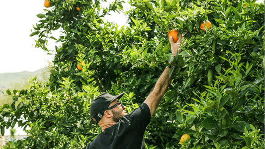 Organic citrus farmer picking ripe oranges from orchard trees during Queensland citrus season, supplying fresh spray-free fruit to Joy Wholefoods customers.