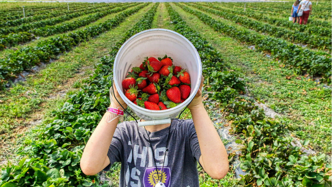 Freshly picked organic strawberries from a Queensland strawberry farm, promoting seasonal produce, local farmers and spray-free fruit.