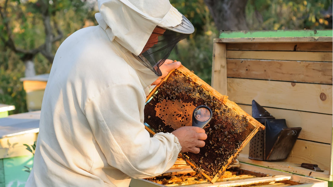 Queensland beekeeper inspecting a honey bee hive for signs of Varroa mite