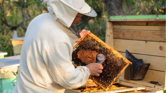 Queensland beekeeper inspecting a honey bee hive for signs of Varroa mite