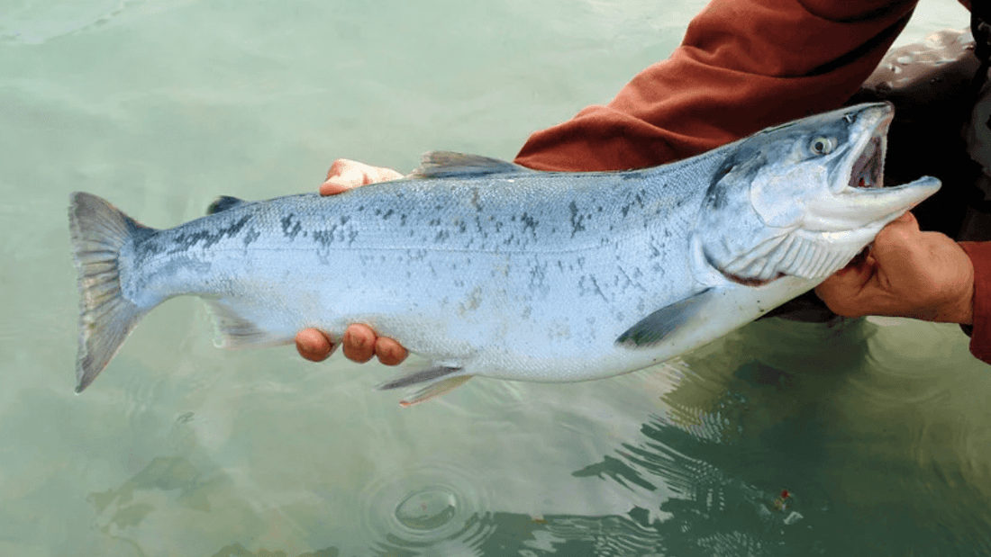 Wild-Caught vs Farmed Fish