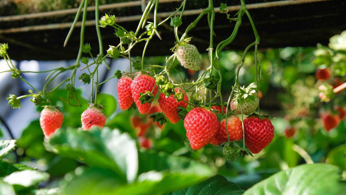 Savour the Season