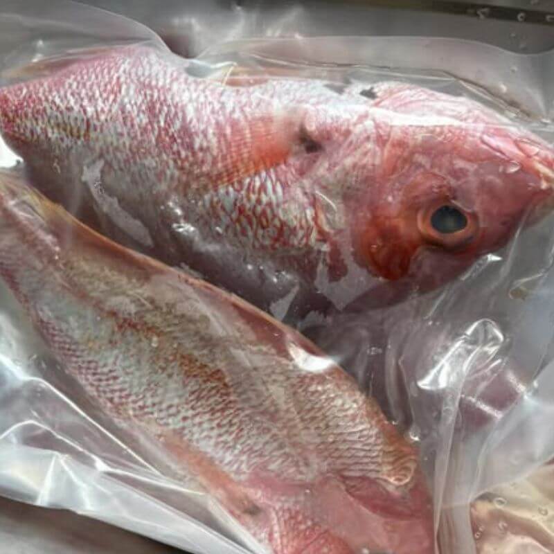 whole crimson snapper wild caught in northern territory