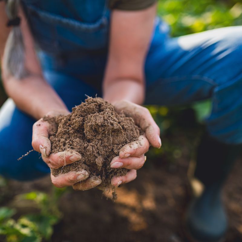Person holding a clump of soil in their hands with a blurred natural background