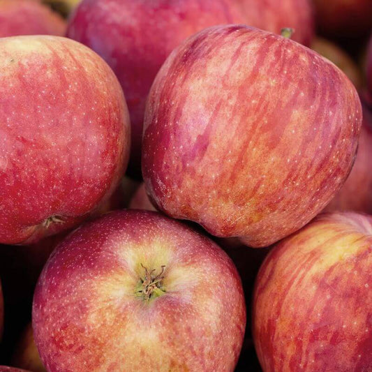 R and R Smith Tasmania Organic Apples Braeburn, featured in the Joy Wholefoods online store.