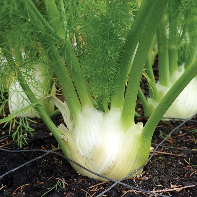organic-spray-free-farm-fresh-fruits-and-vegetables-brisbane-home-delivery