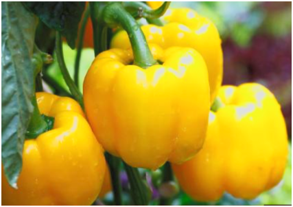 Capsicum- Yellow Organic (each)