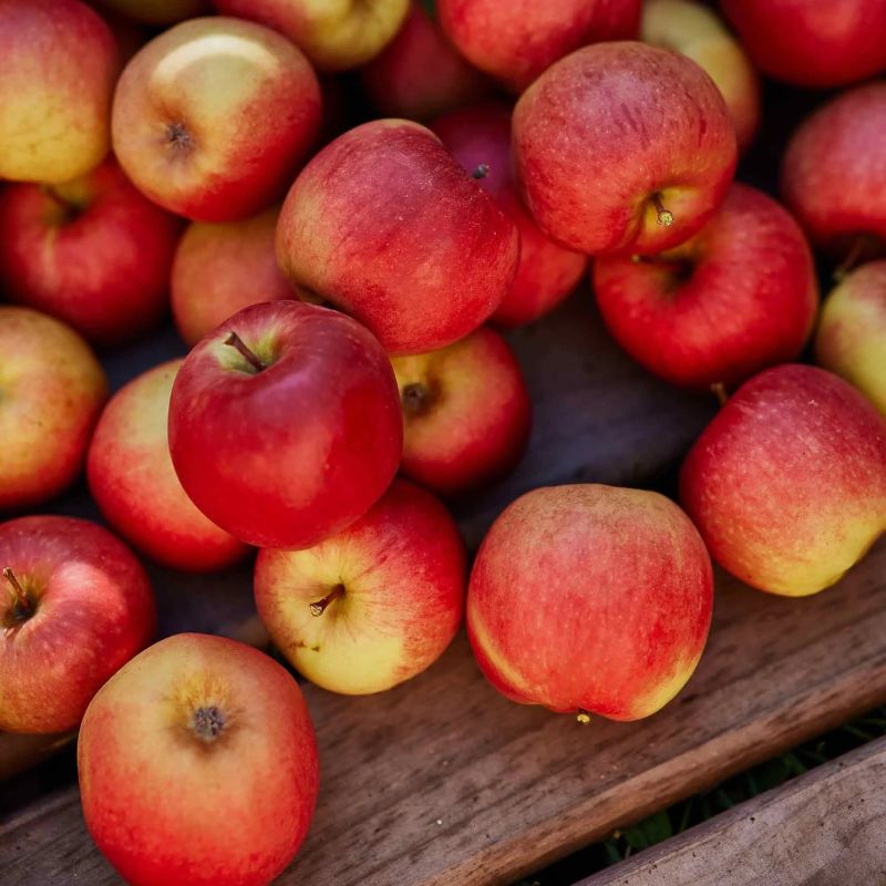 A bundle of crisp red apples. 