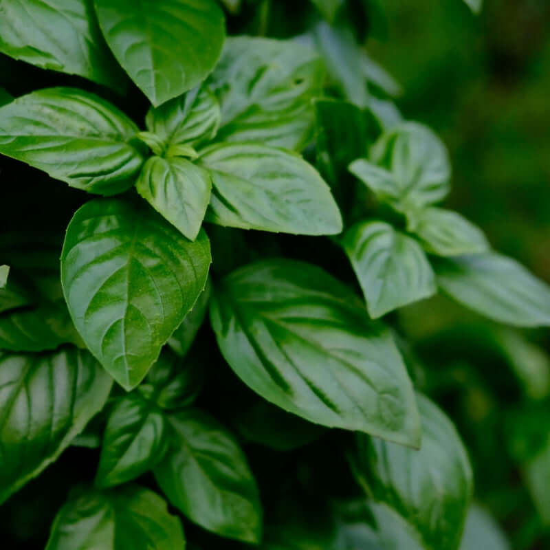 Spray Free Farmacy Basil, featured in the Joy Wholefoods online store.
