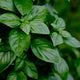 Fresh Herbs & Spices