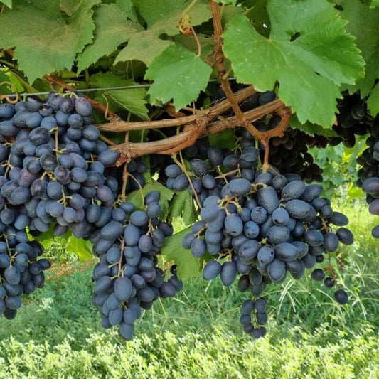 Bunches of dark grapes hanging from a vine with green leaves.