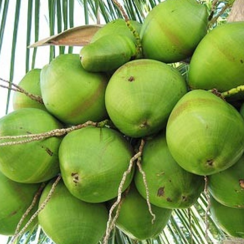 Spray Free Farmacy Coconuts, featured in the Joy Wholefoods online store.