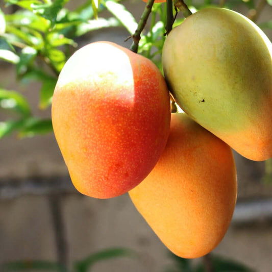 Mangoes hanging from tree branch