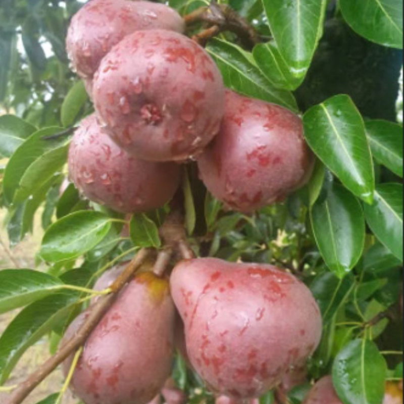 Spray FreeFarmacyPearsRedSensation, featured in the Joy Wholefoods online store.