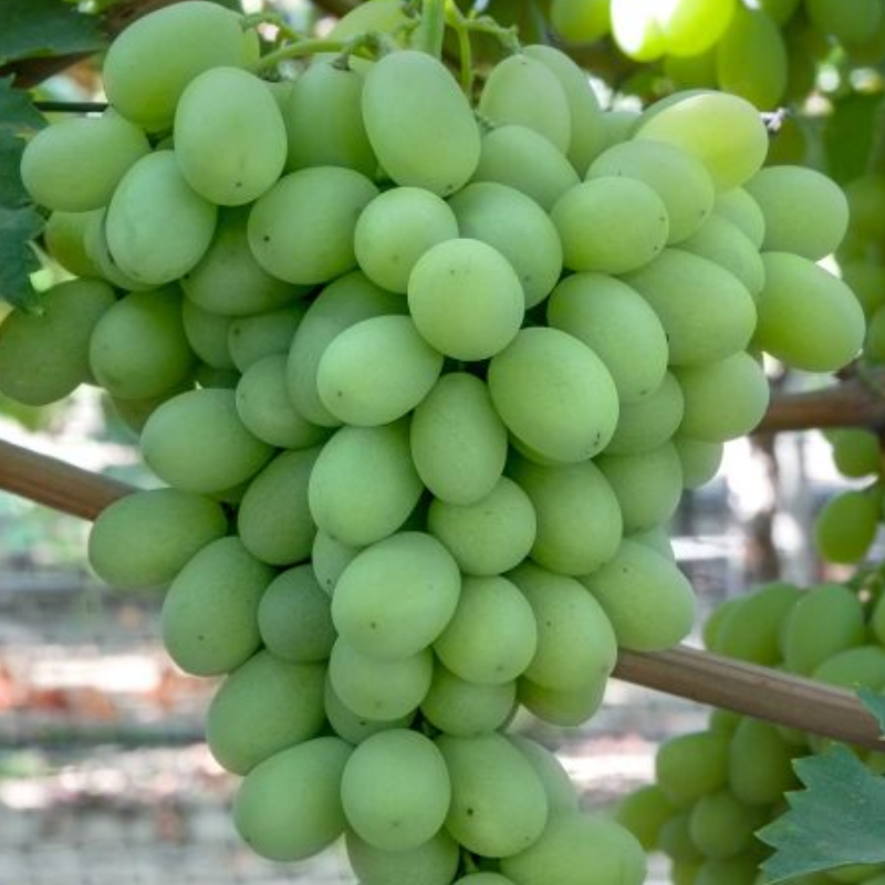 Joy WholefoodsSeedlessGreenGrapes, featured in the Joy Wholefoods online store.