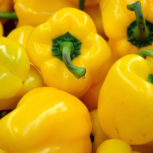 Close-up of yellow bell peppers with green stems.