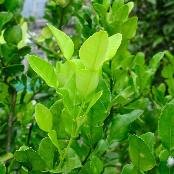Kaffir Lime Leaves organic herbs fruit vegetables Brisbane, stocked at Joy Wholefoods, organic and spray free.