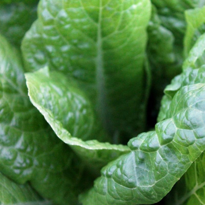 Leafy greens, stocked at Joy Wholefoods, organic and spray free.