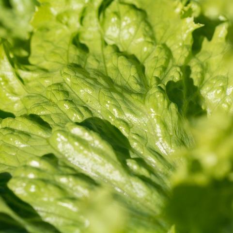 Lettuce iceberg organic fruit vegetables Brisbane, available from Joy Wholefoods.