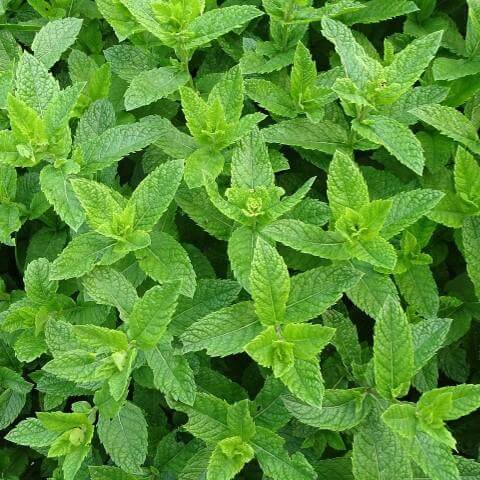 Mint spray free Brisbane organic herbs vegetables, delivered fresh by Joy Wholefoods.