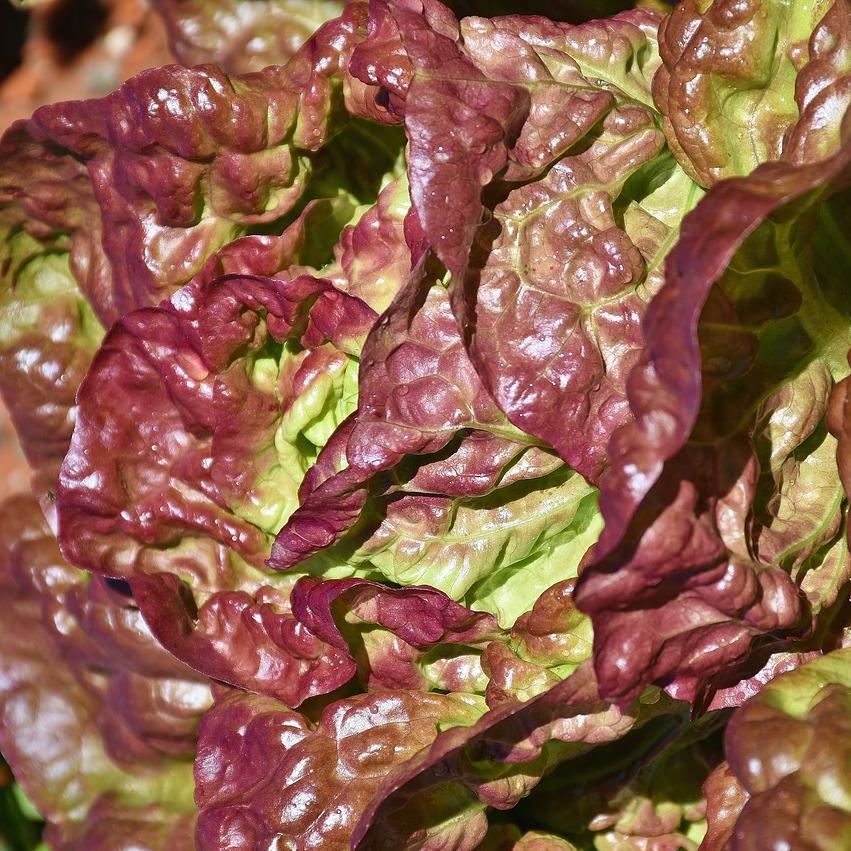 Red Oak Lettuce Organic Salad Vegetables Brisbane, stocked at Joy Wholefoods, organic and spray free.
