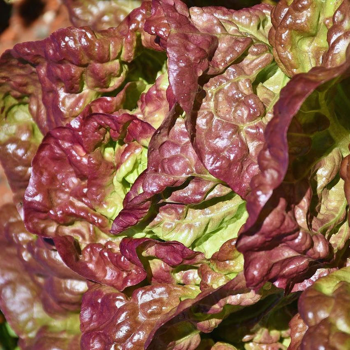 Red Oak Lettuce Organic Salad Vegetables Brisbane, stocked at Joy Wholefoods, organic and spray free.