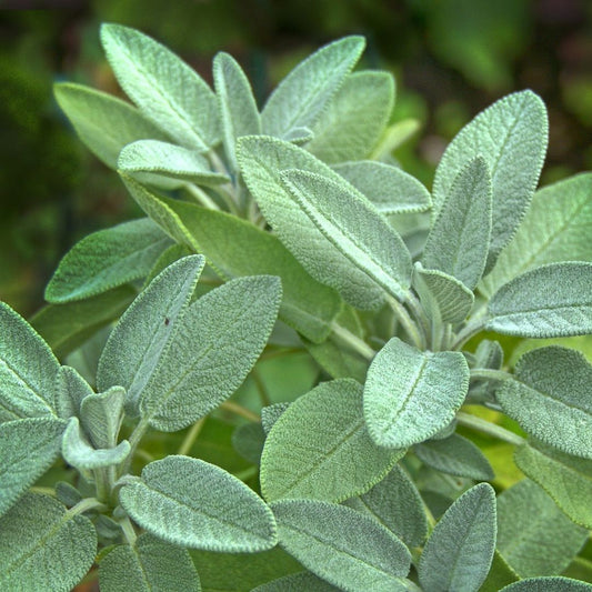 Spray Free Farmacy Organic Sage, stocked at Joy Wholefoods, organic and spray free.