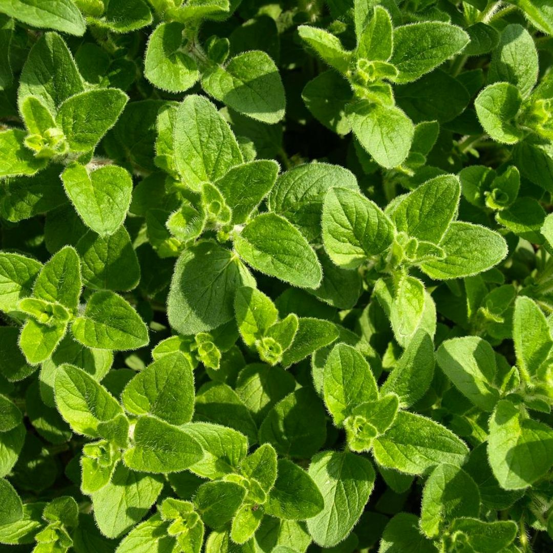 Spray Free Organic Oregano Fresh, part of the Joy Wholefoods organic range.